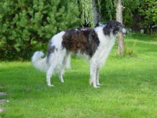 Profilbild des Tiers